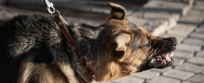 Lesion por mordedura de perro