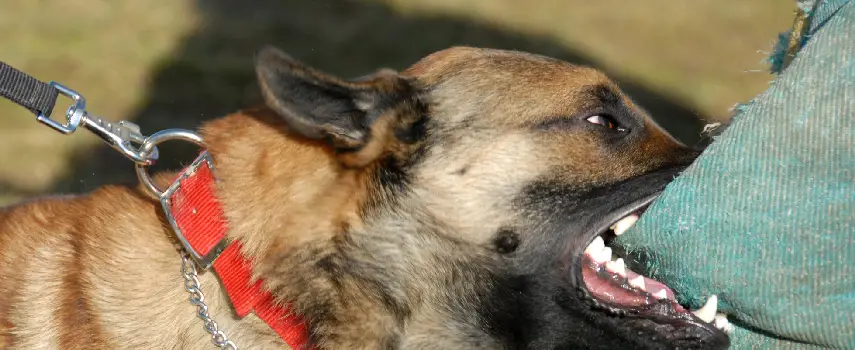 Los Dueños de Perros Deben Saber su Responsabilidad Por Mordeduras a Terceros en Nueva York