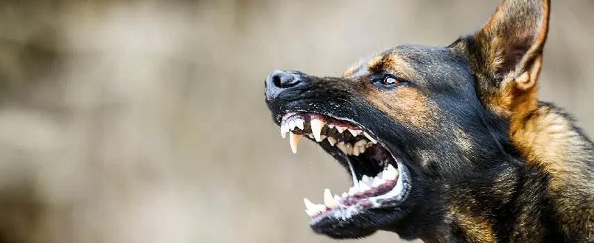 Qué Puedo Hacer si Mi Hijo Fue Mordido por un Perro en la Ciudad de Nueva York