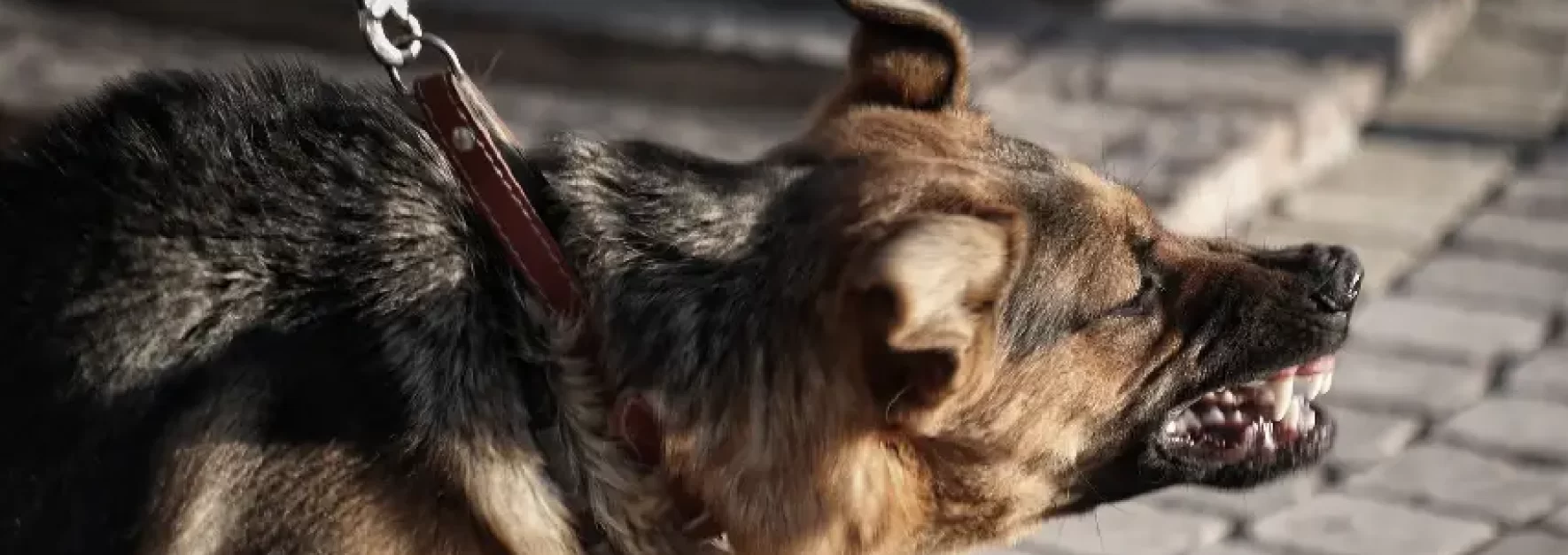 Lesion por mordedura de perro