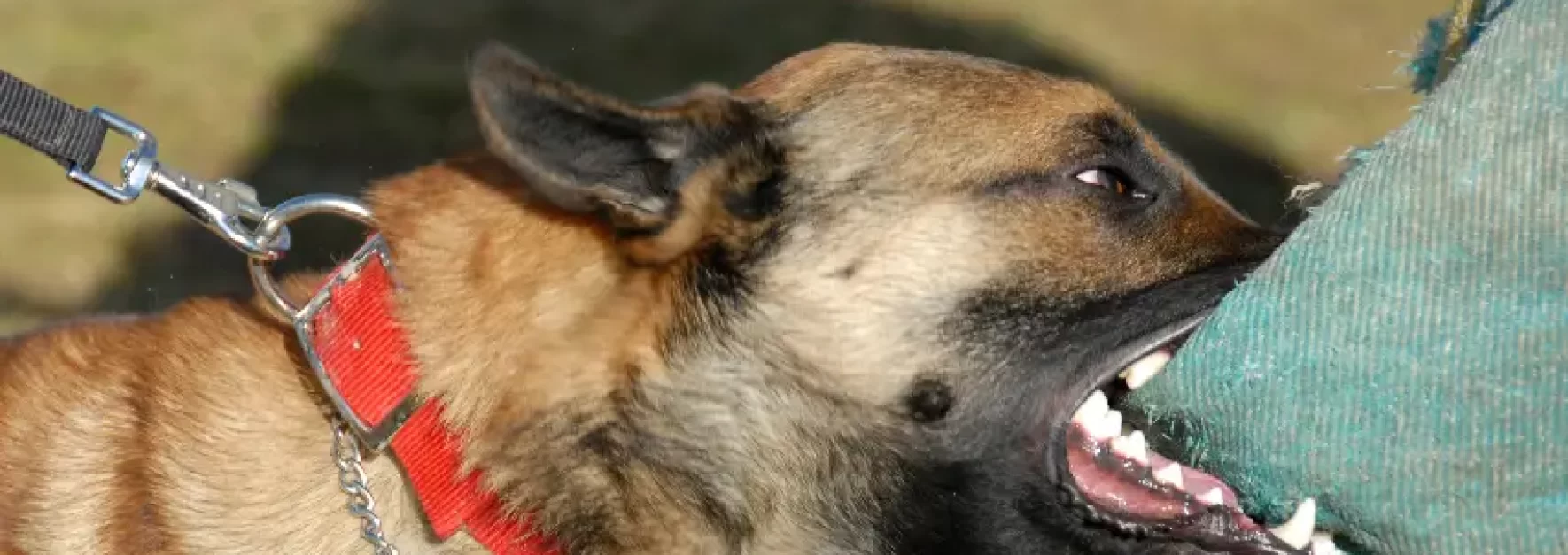 Los Dueños de Perros Deben Saber su Responsabilidad Por Mordeduras a Terceros en Nueva York