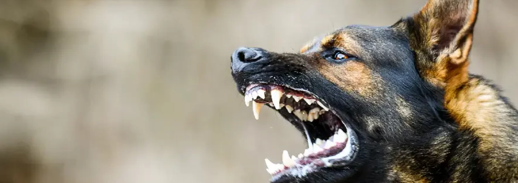 Qué Puedo Hacer si Mi Hijo Fue Mordido por un Perro en la Ciudad de Nueva York